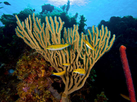 Image of Bluehead Wrasse