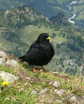 Image of Alpine Chough