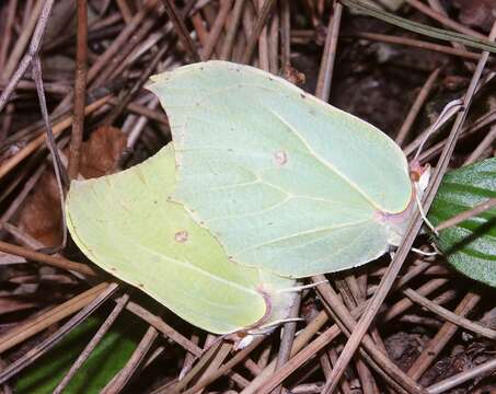 Imagem de Gonepteryx rhamni (Linnaeus 1758)