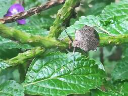 Image of Stink bug