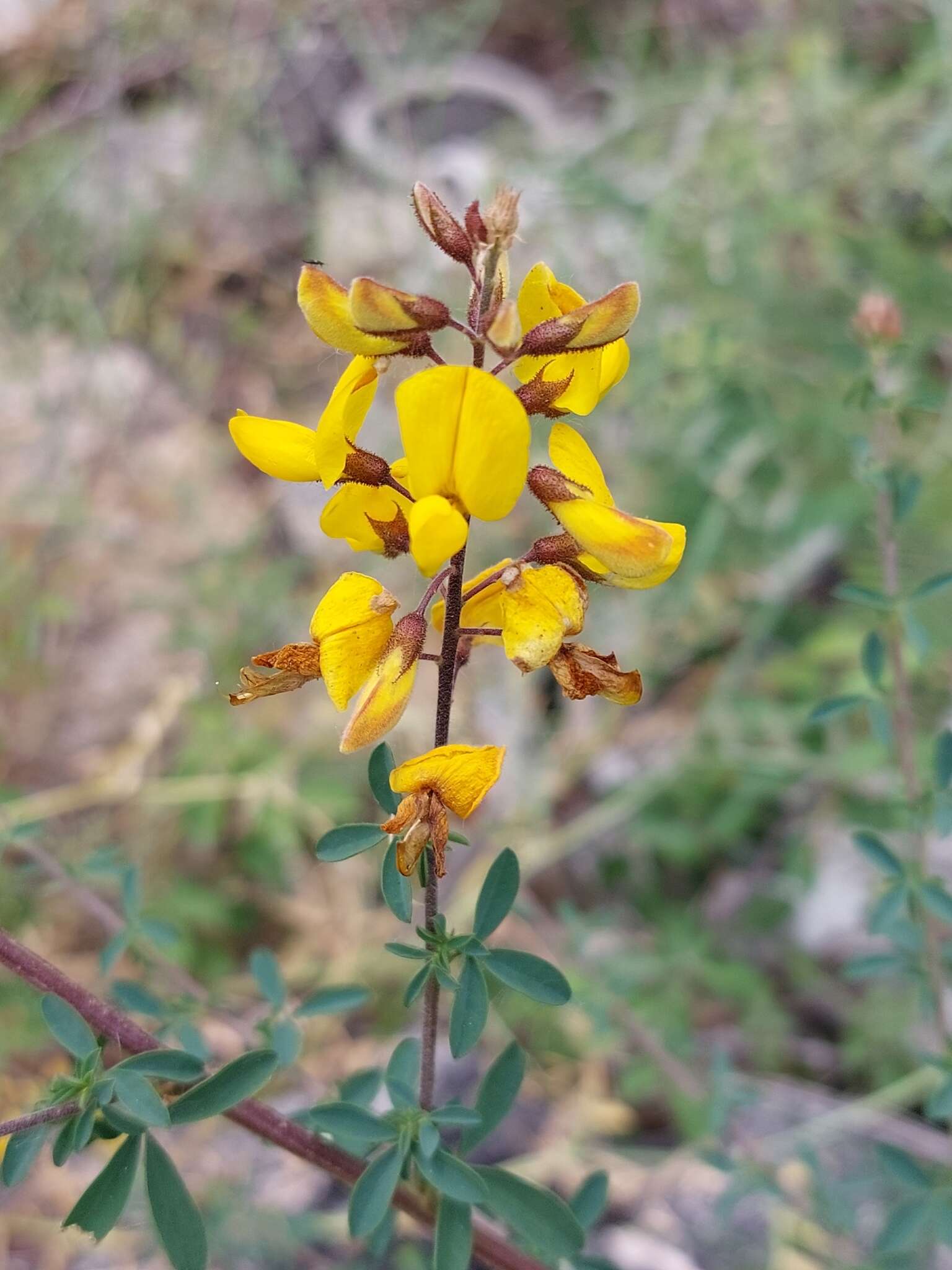 Image of Adenocarpus lainzii (Castrov.) Castrov.