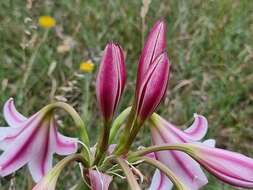 Image of Crinum lineare L. fil.