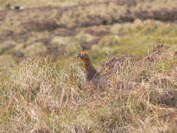 Image of Red Grouse