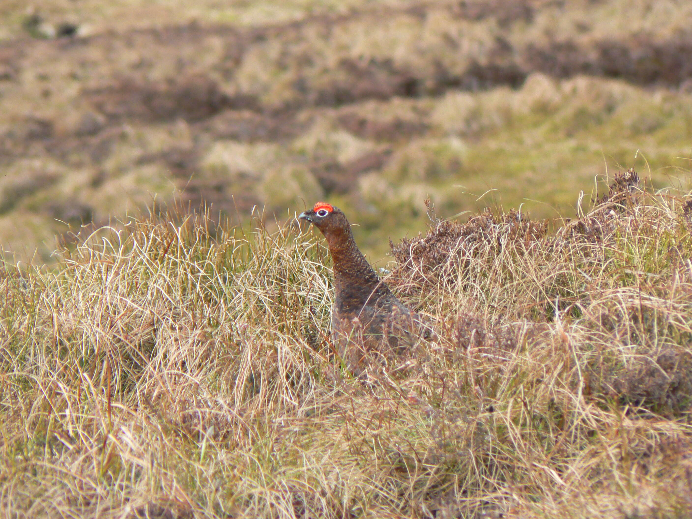 Image of Red Grouse