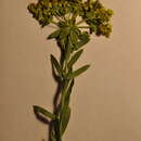 Image of Euphorbia seguieriana Neck.