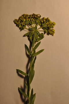 Euphorbia seguieriana Neck. resmi