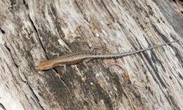 Image of Saxicoline Sunskink