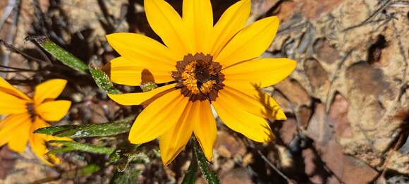 Image of Gazania serrata DC.