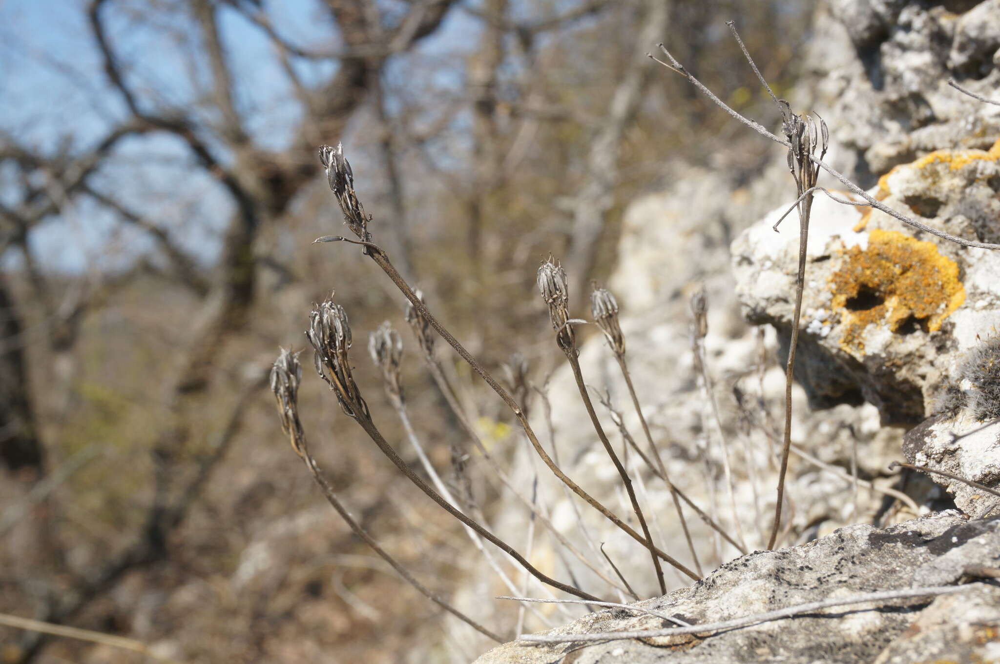 Plancia ëd Iberis simplex DC.