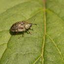 Image of Beet tortoise beetle