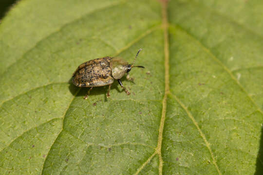 Image of Beet tortoise beetle