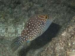 Image of Ambon Pufferfish