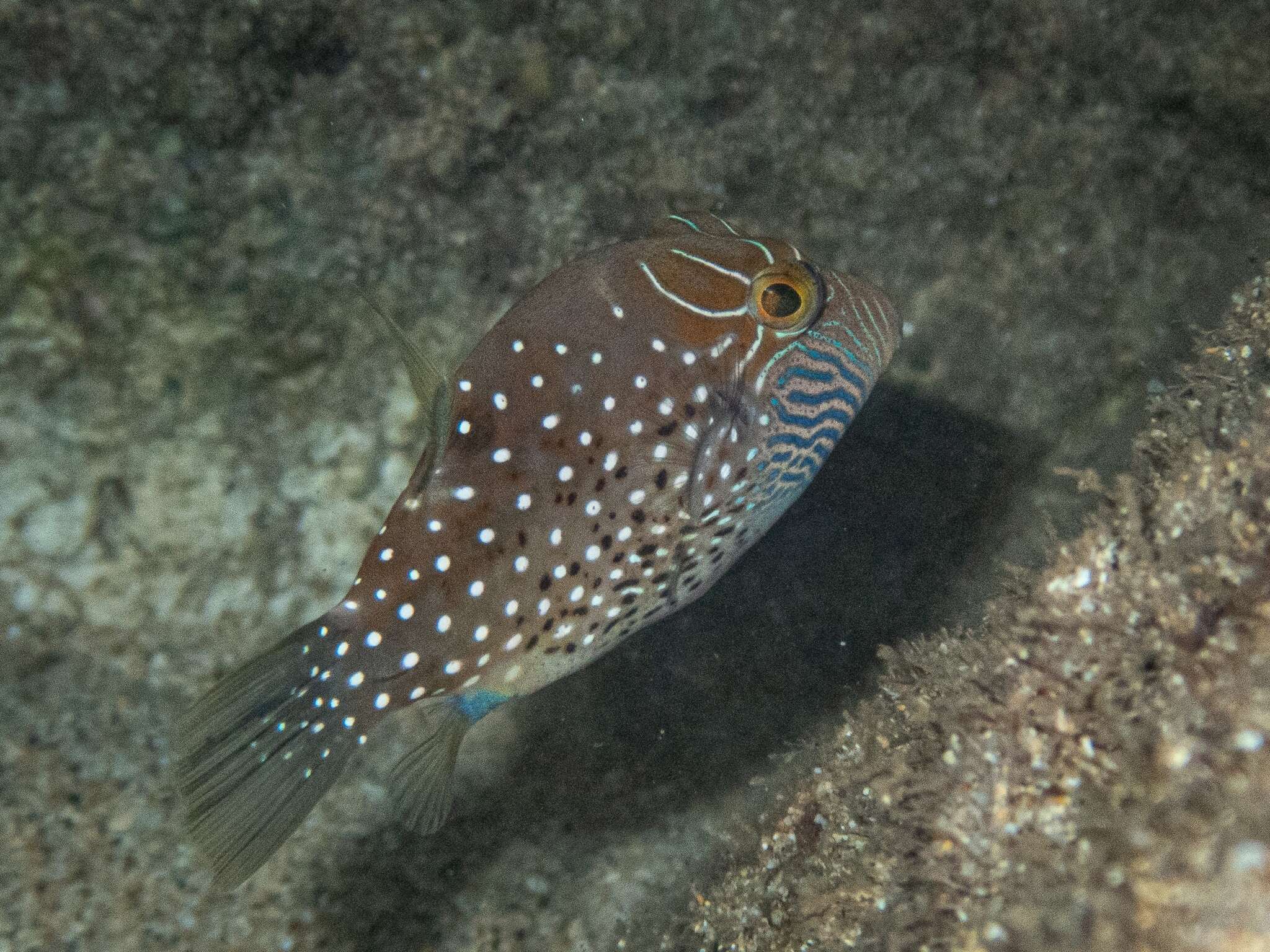 Слика од Canthigaster amboinensis (Bleeker 1864)