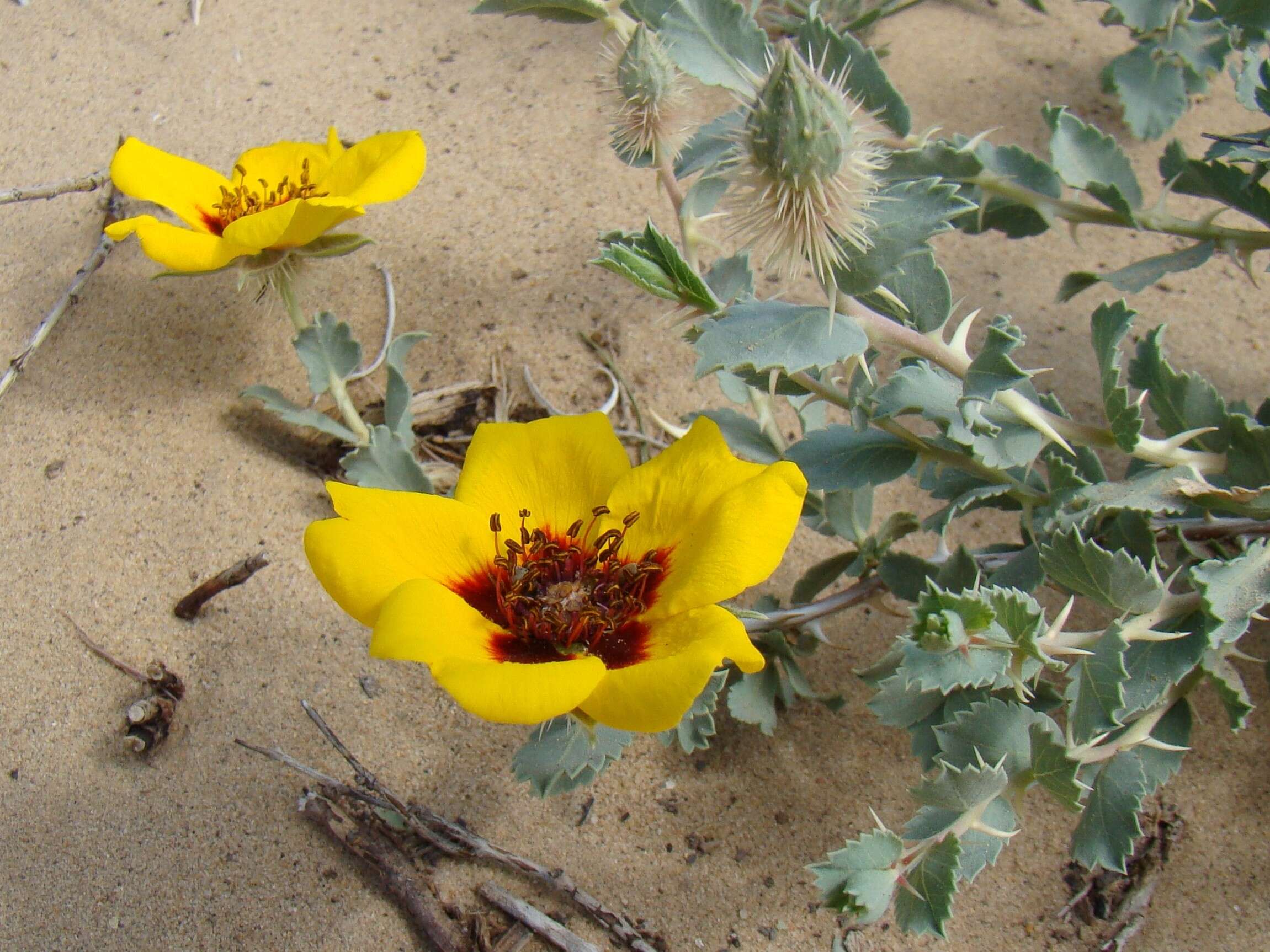 Image of Rosa persica Michx. ex J. F. Gmel.