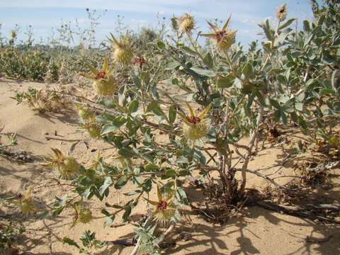 Image of Rosa persica Michx. ex J. F. Gmel.