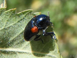 Image de Saxinis (Boreosaxinis) saucia J. L. Le Conte 1857