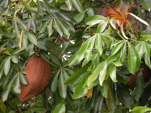 Image of Guiana-chestnut