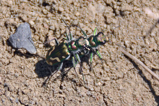 Image of Badlands tiger beetle