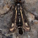 Image of Dipchasphecia iskander