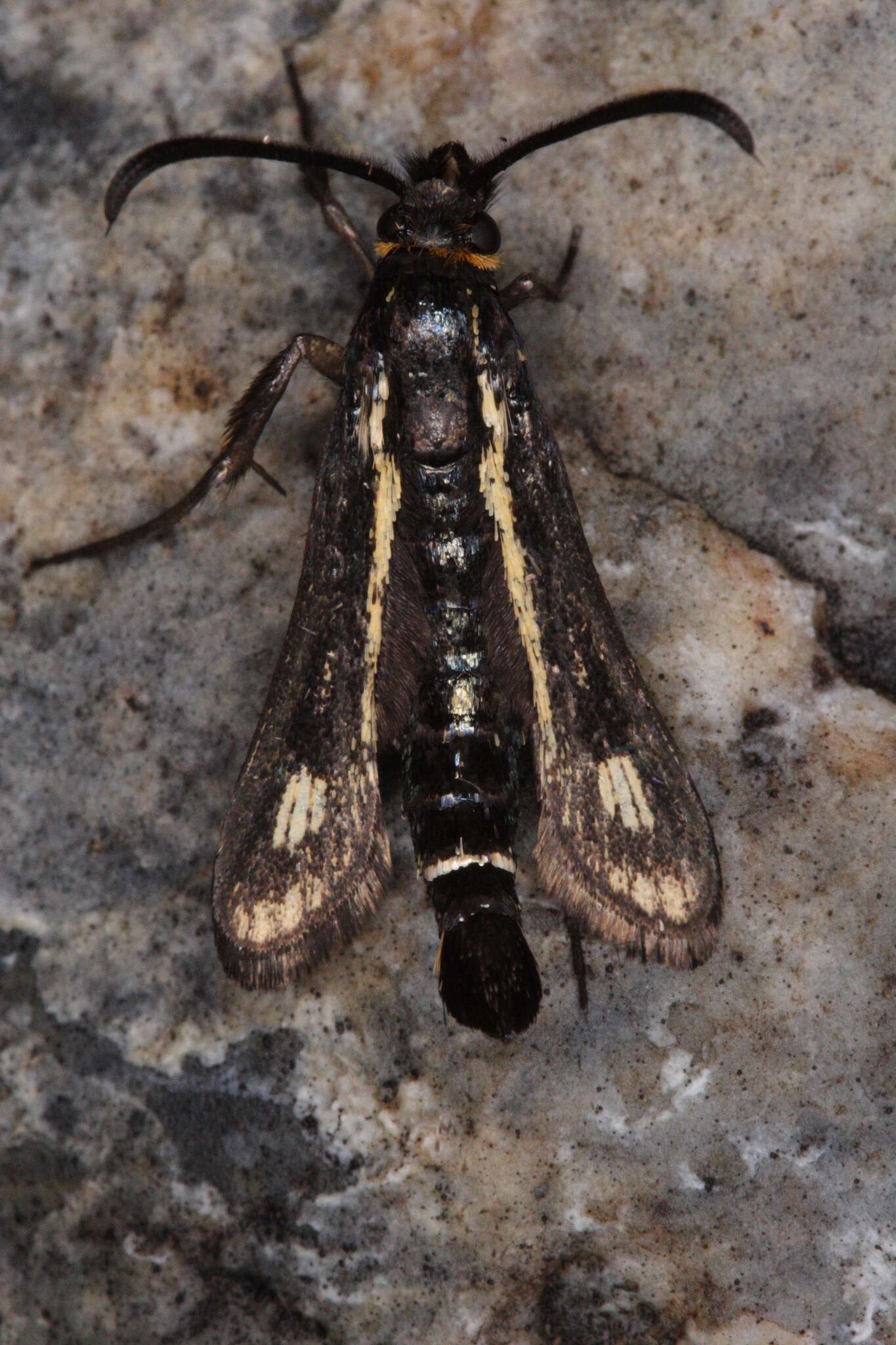 Image of Dipchasphecia iskander