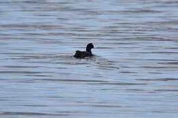 Imagem de Fulica cristata Gmelin & JF 1789