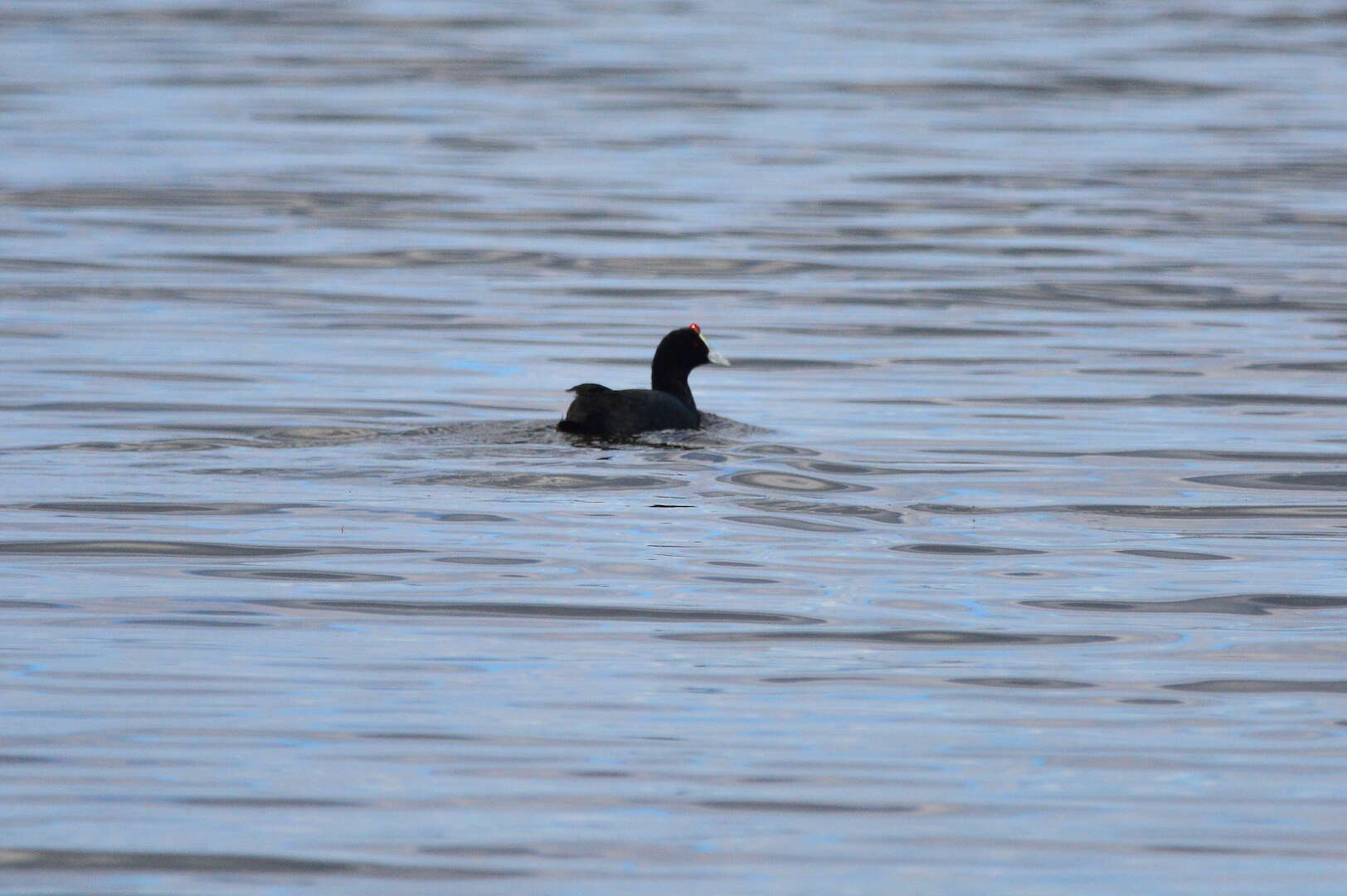 Imagem de Fulica cristata Gmelin & JF 1789