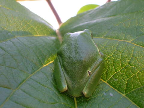 Image of Common tree frog