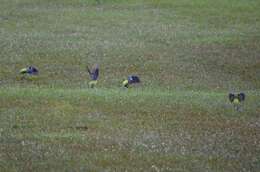 Image of Eastern Rosella