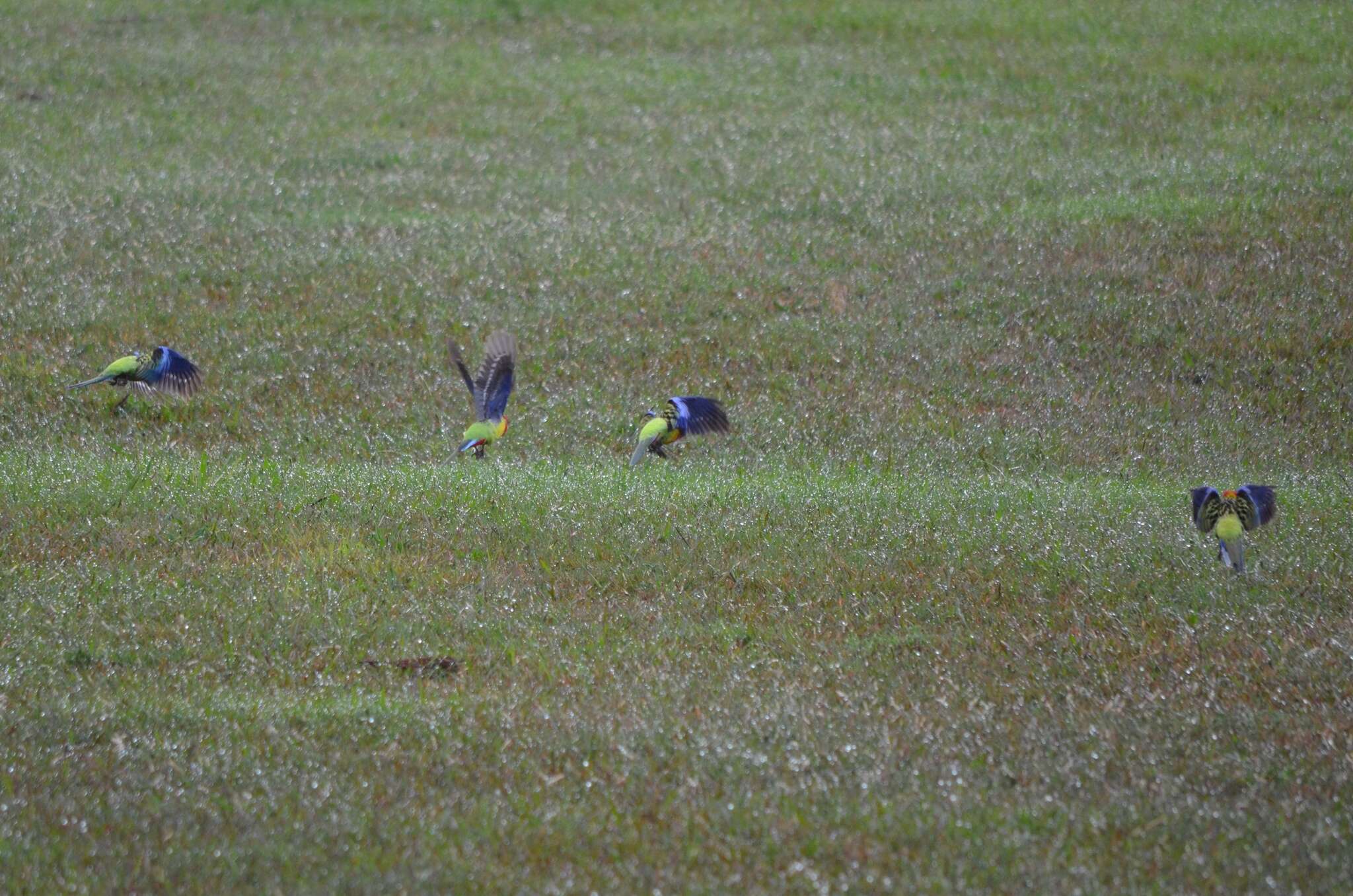 Image of Eastern Rosella