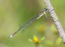 Image of Small Emerald Spreadwing