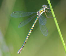 Image of Small Emerald Spreadwing