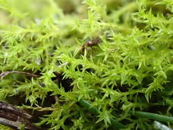 Image of Hornschuch's beard-moss