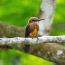 Image of Brown Jacamar