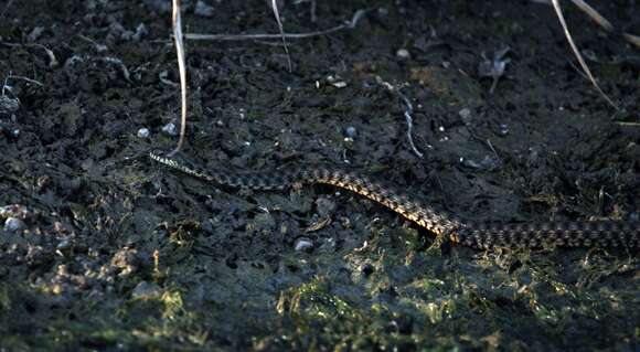 Image of Dice Snake