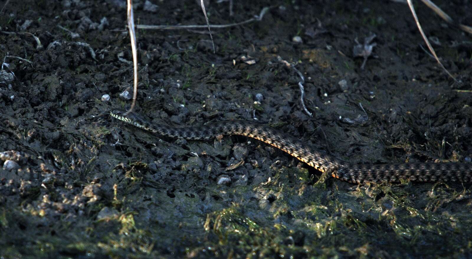 Image of Dice Snake