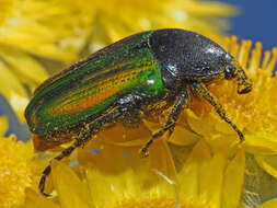 Image of Leucocelis haemorrhoidalis (Fabricius 1775)