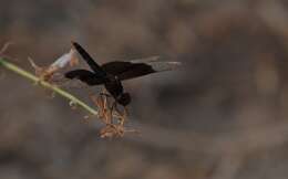 Imagem de Brachythemis fuscopalliata (Selys 1887)