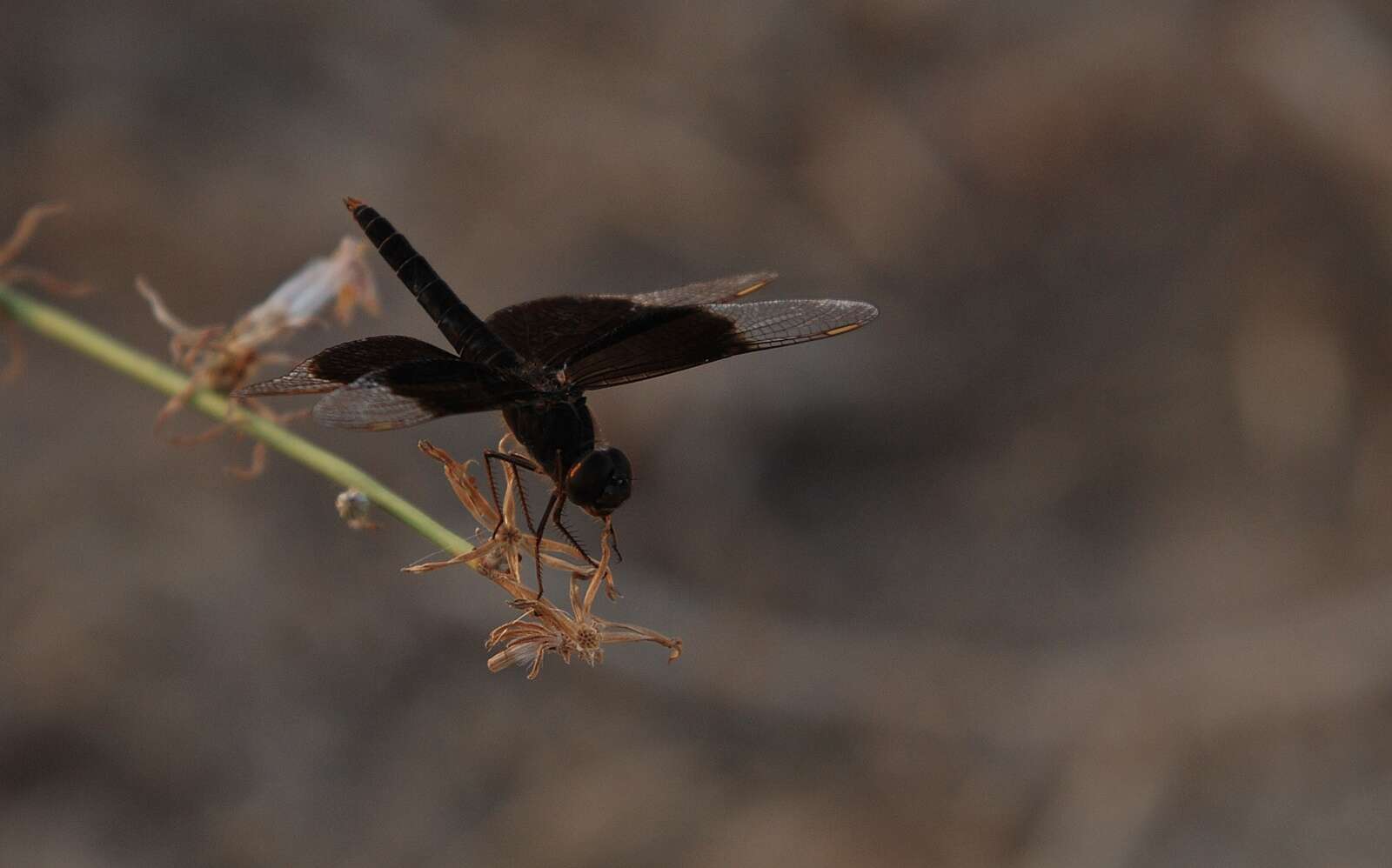 Imagem de Brachythemis fuscopalliata (Selys 1887)