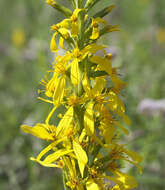 Image de Ligularia stenocephala (Maxim.) Matsum. & Koidz.