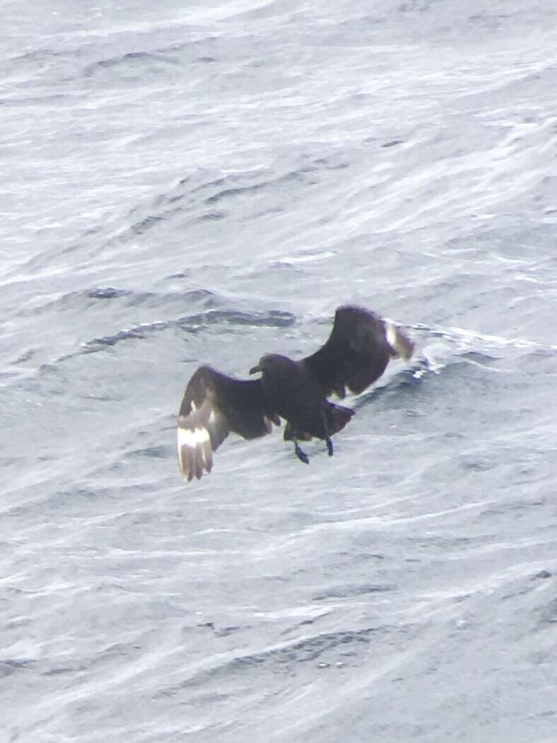 Image of South Polar Skua