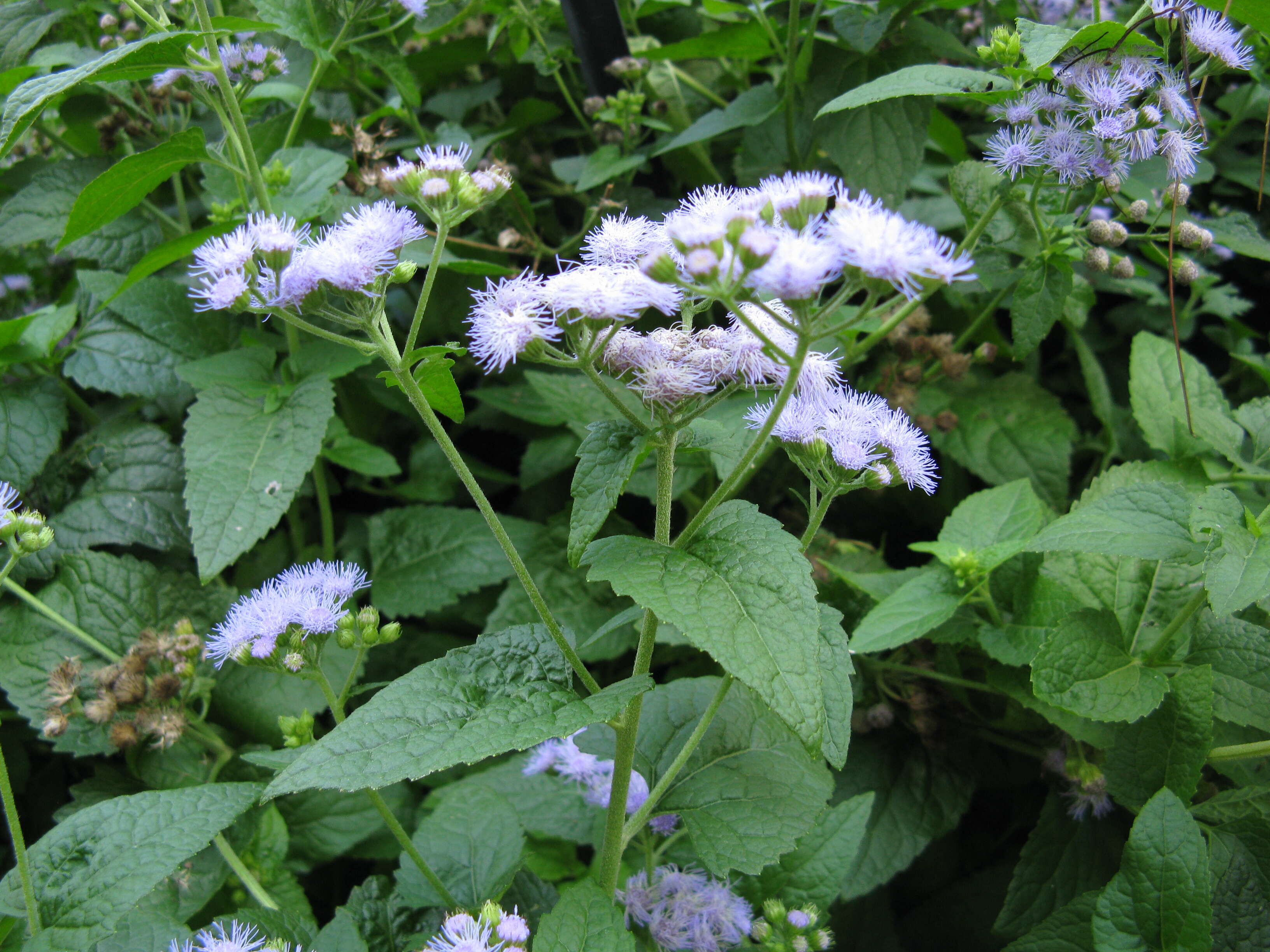 Image of blue mistflower