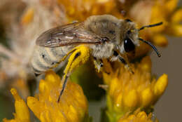 Image of Colletes ochraceus Swenk 1906