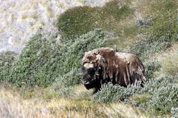 Image of muskox