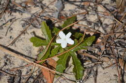 Imagem de Cnidoscolus urens var. stimulosus (Michx.) Govaerts