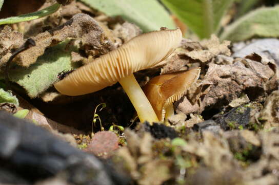 Image of Pluteus romellii (Britzelm.) Sacc. 1895