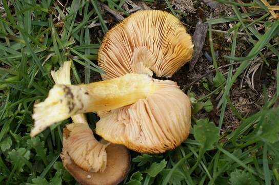 Image of Pluteus romellii (Britzelm.) Sacc. 1895