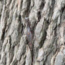 Image of Spiny Bark Mantis