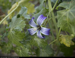 Image of Malva pacifica M. F. Ray