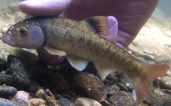 Image of Bluefin stoneroller