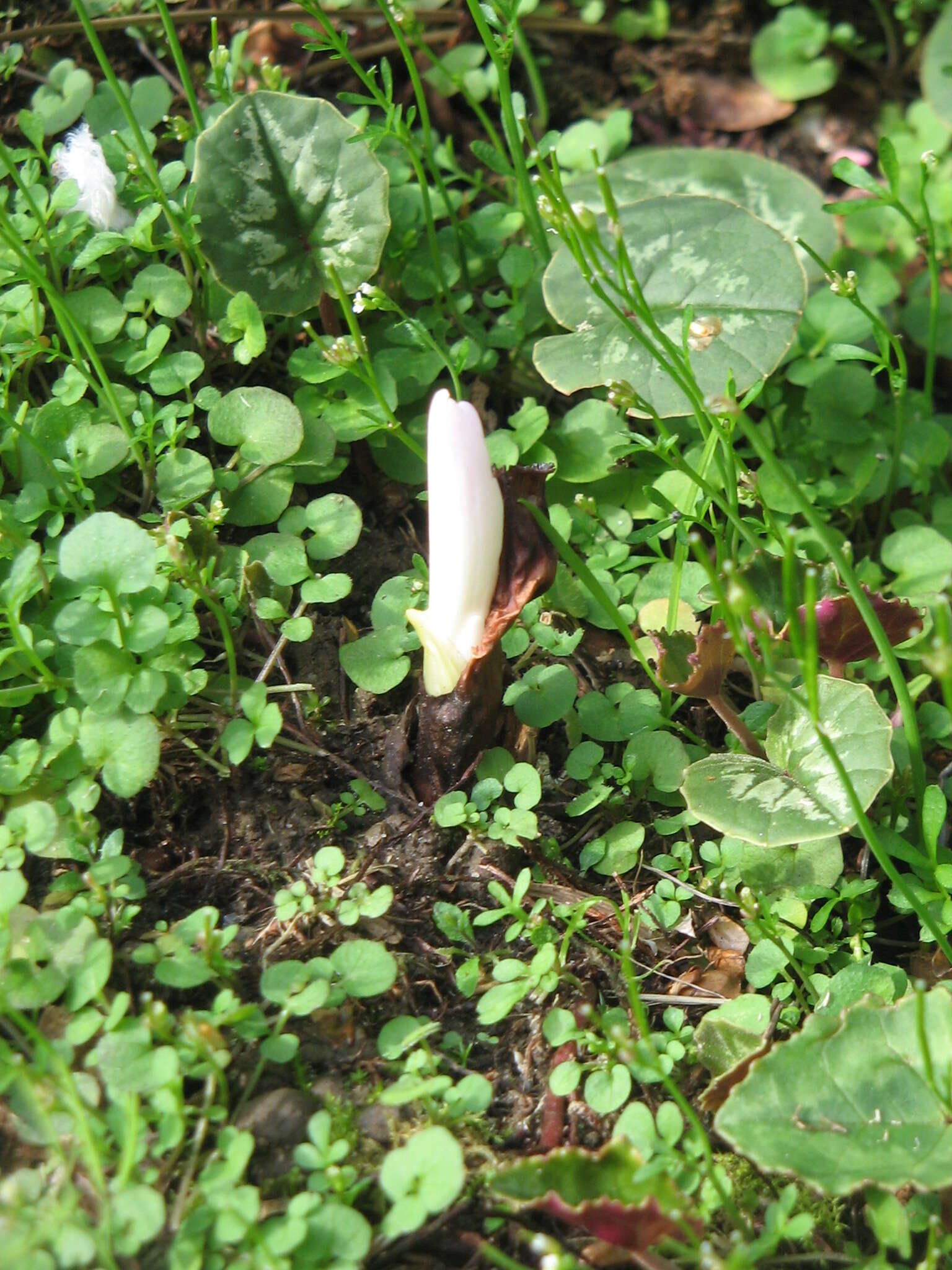 Image of Autumn crocus